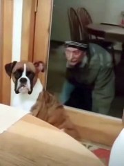 Dog afraid of man behind the door