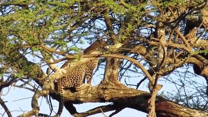 Awesome Power Of The Lion King Still Can Not Beat The Leopard While On The Tree - Lion VS Leopard (2)