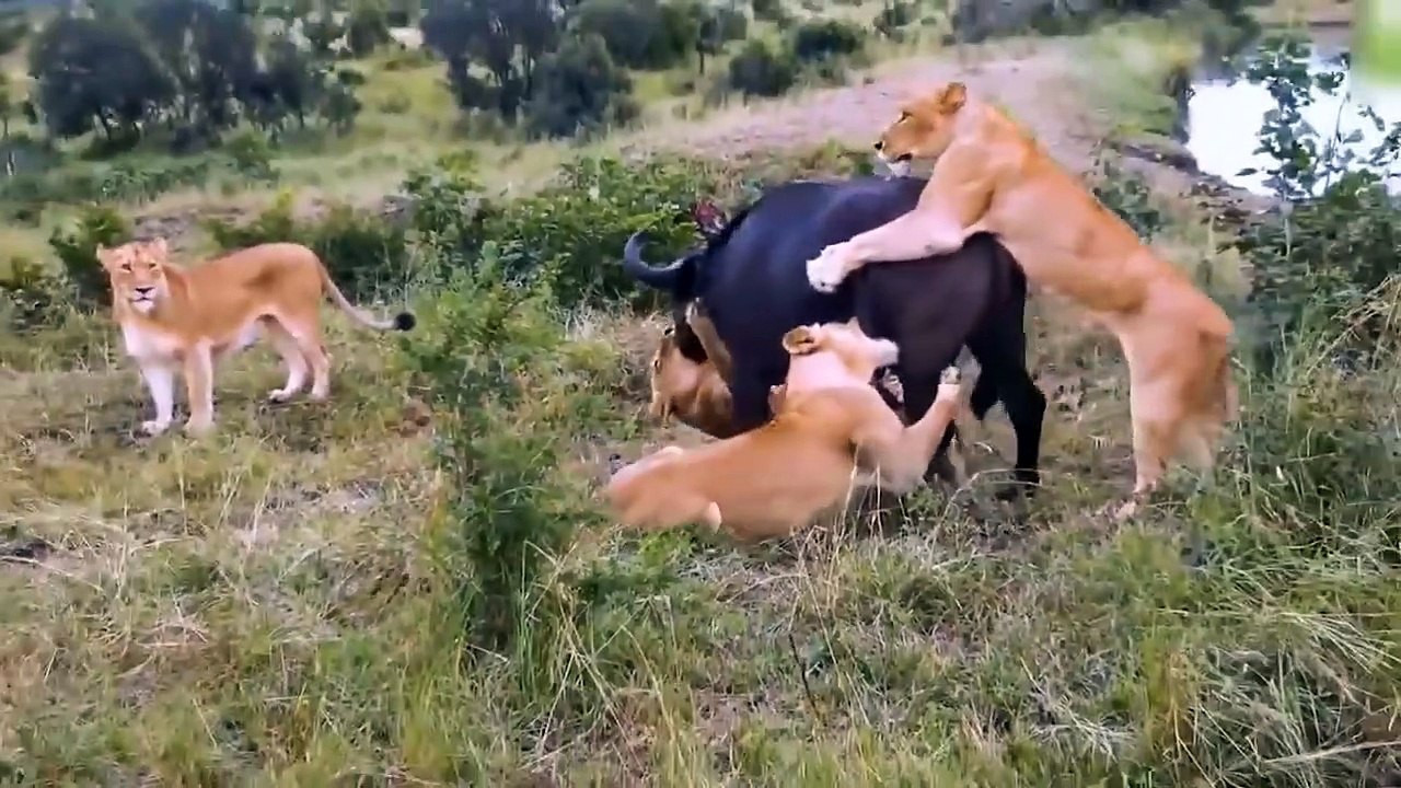 Most Classic Battle Of Buffalo Vs Lion - Death Battle Never Seen Of Buffalo Vs Lions