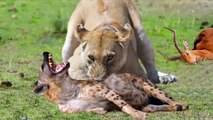 Hyena Shows Foolishness By Stealing Food From Male Lion - Lion Destroys Hyena - Lion, Hyena
