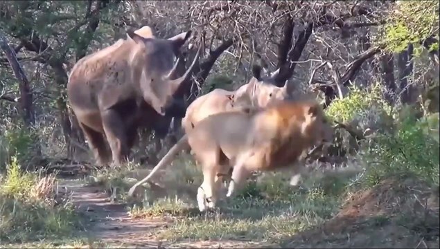 Amazing Mother Rhino Attacks The Lions To Protect Her Child - Extreme Terrible Power From The Horn