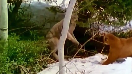 LYNX - The Wise Hunting Machine In The Snow Forest - You've Never Seen Before