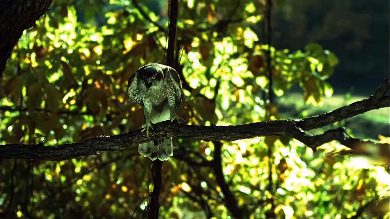 Can Hawk Attack Squirrel On The Tree