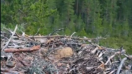 Crow Attacks Eagle Baby When Their Mother Leaves The Nest