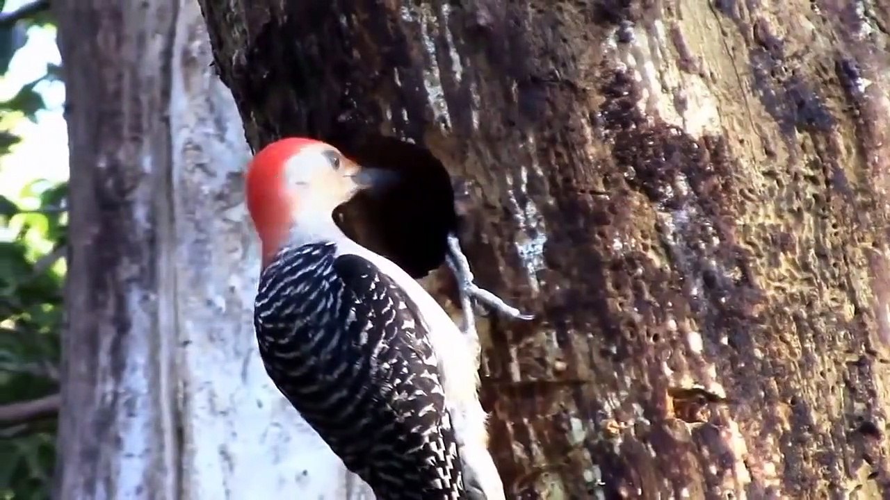 Bird Woodpecker Vs Snake On The Tree video Dailymotion