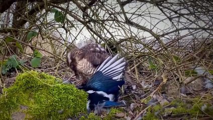 Sparrowhawk Destroys Two Magpies