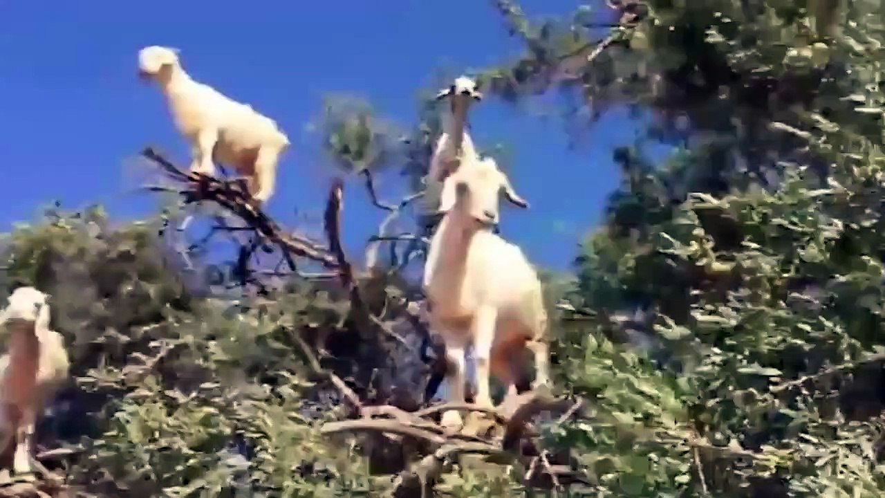 Lion Vs Eagle In A Big Fights - Wild Animal Attacks