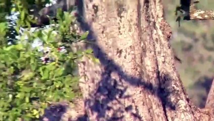 Eagle Vs Monkey- Amazing Eagle Attacks Monkey Above A Tree