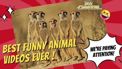 Funniest Animals Ever!  ||  Funny Dog And Cat