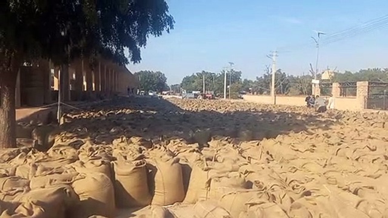 VIDEO...तीस हजार से बत्तीस हजार पांच सौ पर पहुंचा जीरा