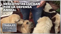 Rescatistas luchan por la defensa animal - Especiales VPItv