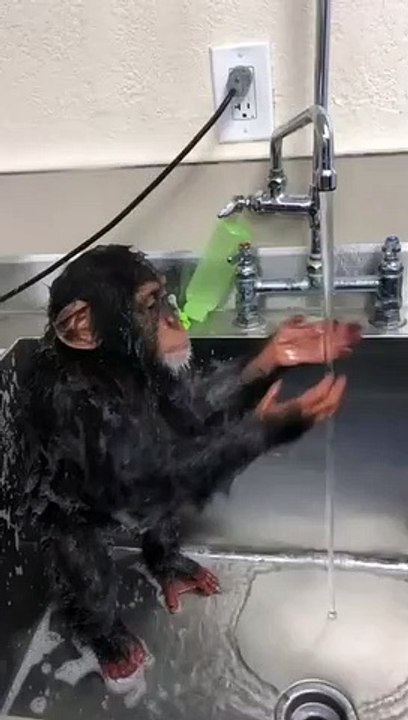 Bathing monkey