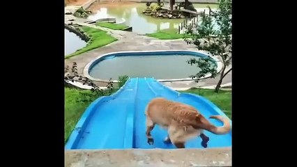 Puppies and Babies Playing Together Compilation