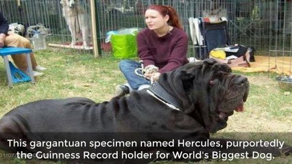 9 Of The World's Biggest Animals