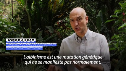 Colombie: la découverte d'un ocelot albinos alerte sur les conséquences de la déforestation
