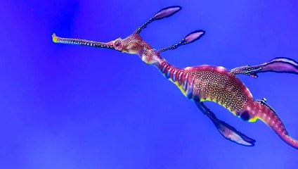 Los peces más extraños del mundo (que no podrás tener en casa)