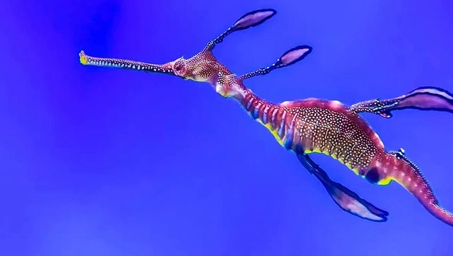 Los peces más extraños del mundo (que no podrás tener en casa)