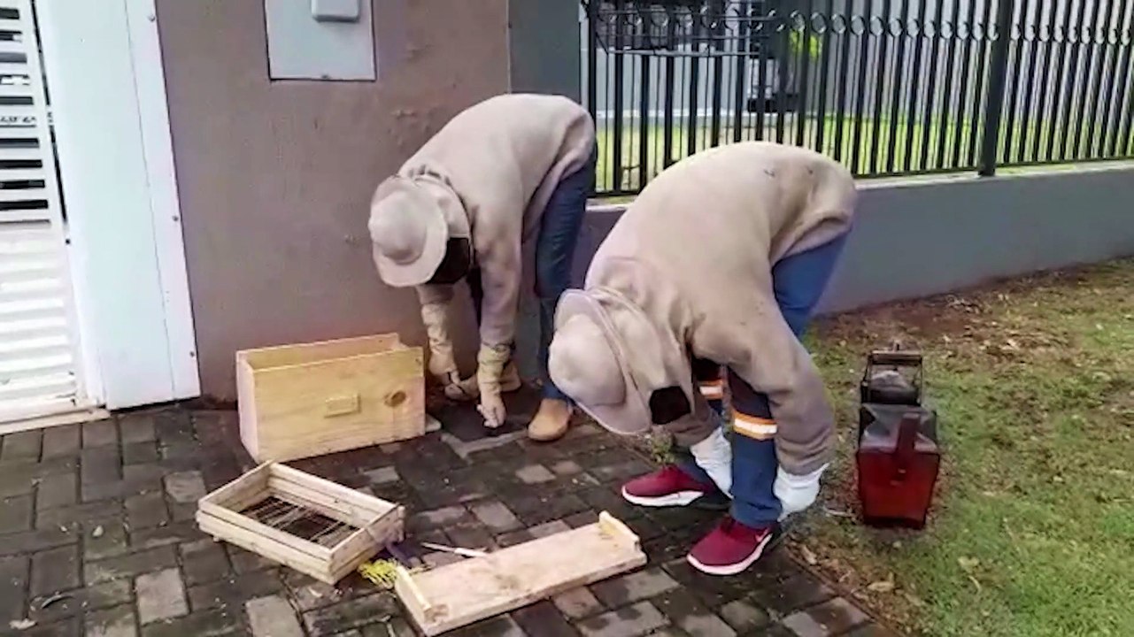 Enxame de abelhas é retirado pela Defesa Civil no Cancelli