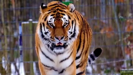 CUTE LION क्यूट लायन