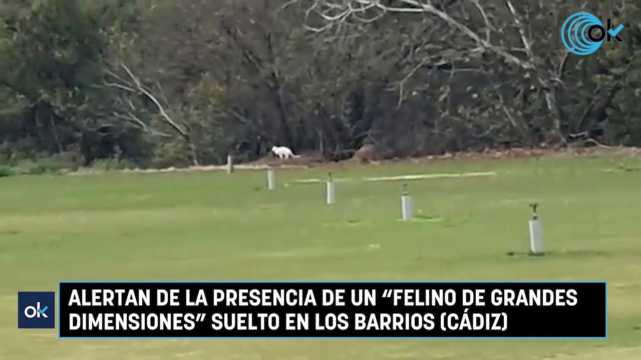 Alertan de la presencia de un "felino de grandes dimensiones" suelto en Los Barrios (Cádiz)