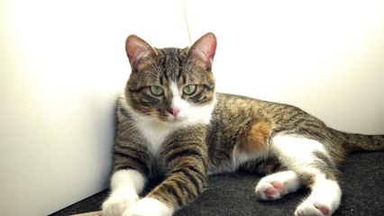 A Little Fluffy Tiger