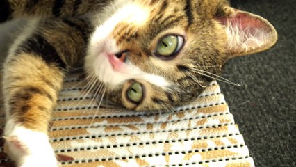 Little Cat Tried to Smell His Birthday Candle