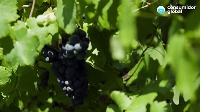 España es un paraíso para los fraudes alimentarios: las estafas millonarias con el aceite o el vino