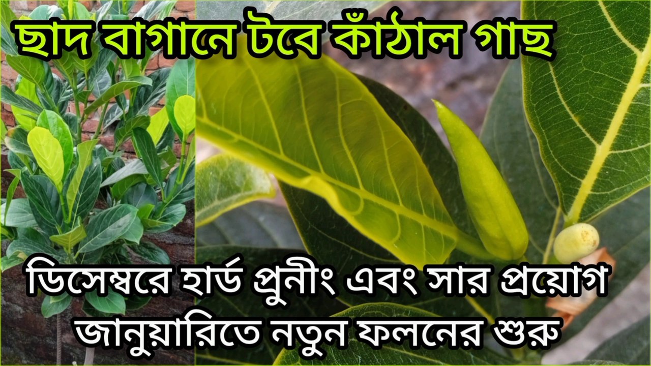 ছাদে টবে কাঁঠাল চাষ ; Jackfruit plant in rooftop garden