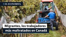 Jornaleros migrantes, entre los trabajadores más maltratados en Canadá: UFCW