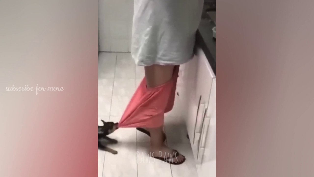 New Funny Videos 2023  Cutest Cats and Dogs