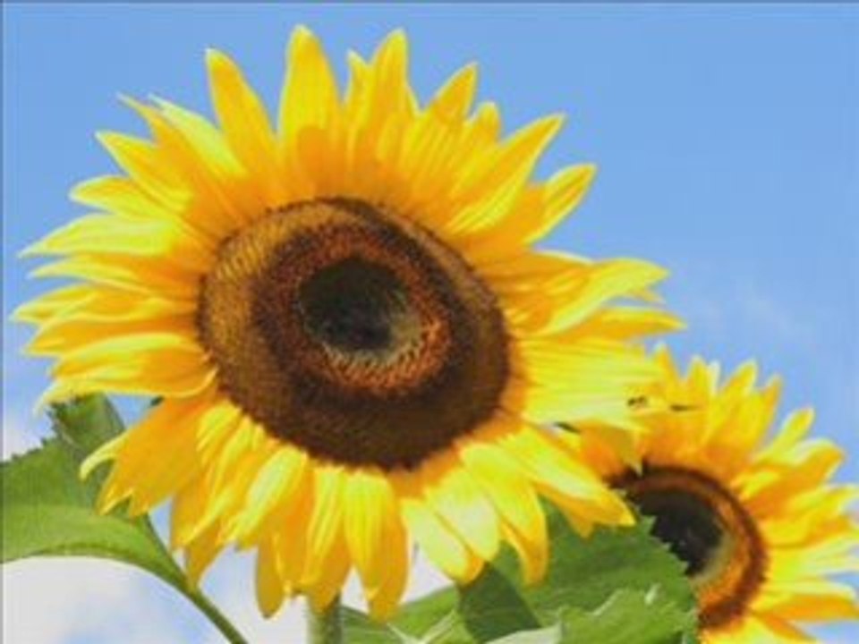 Pka Sänger Chantha Tang