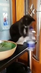 Trending Cute CatsFunny Fail ops Momets Clips 2023