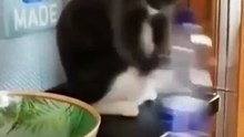 Trending Cute CatsFunny Fail ops Momets Clips 2023