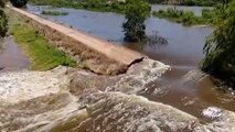 Buffalo farmer forced to relocate cattle after River Murray levee breach