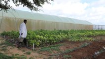 مبادرات شبابية لاستخدام الزراعة المحمية في الصومال