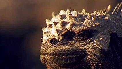 How Hawk Hunting Giant Iguana- Animal Fights