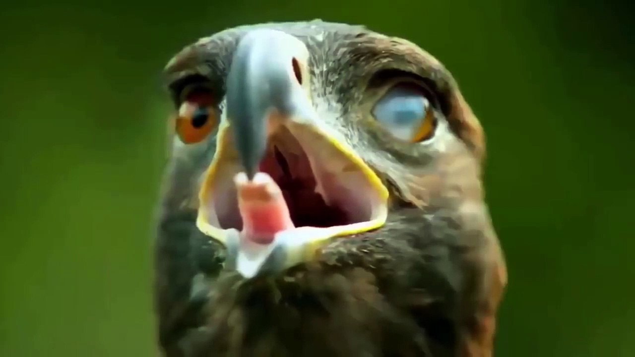 Can Eagle Hunt Baby Crocodile