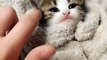 funny Baby Cats - Cute and Aww Cat Videos Compilation - Cute Animals
