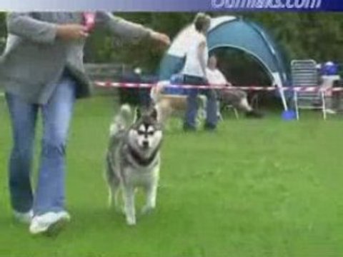 Oumiak's Blackstarr Sapphire - German specialty 2007