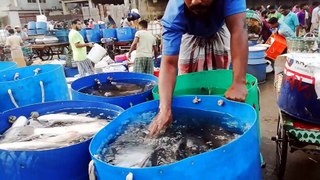 Biggest Fish Market of The World-Nice Fish Video
