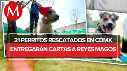 Download Video: Perritos rescatados del Metro de CdMx entregarán cartas de niños a Reyes Magos