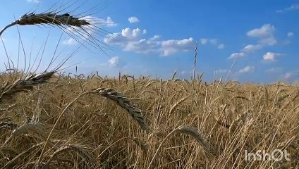 Awesome Beautiful nature video 4k quality