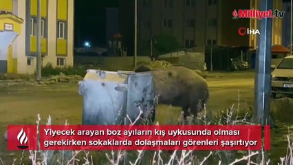 Sarıkamış'ta boz ayılar kış uykusunu unuttu