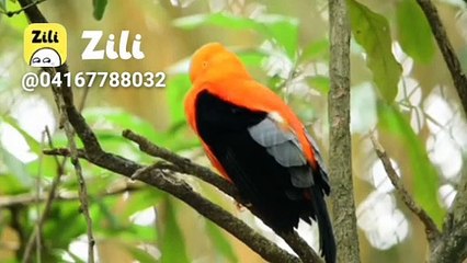 देखिए चिड़िया कैसे बात करते हैं