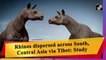 Rhinos dispersed across South, Central Asia via Tibet: Study