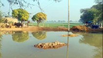 किसानों की सजगता से दो गांव डूबने से बचे, गेहूं की फसल जलमग्न