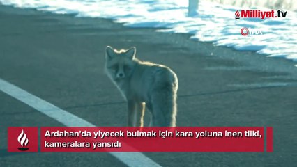 Kara yoluna inen tilki kameralara yansıdı