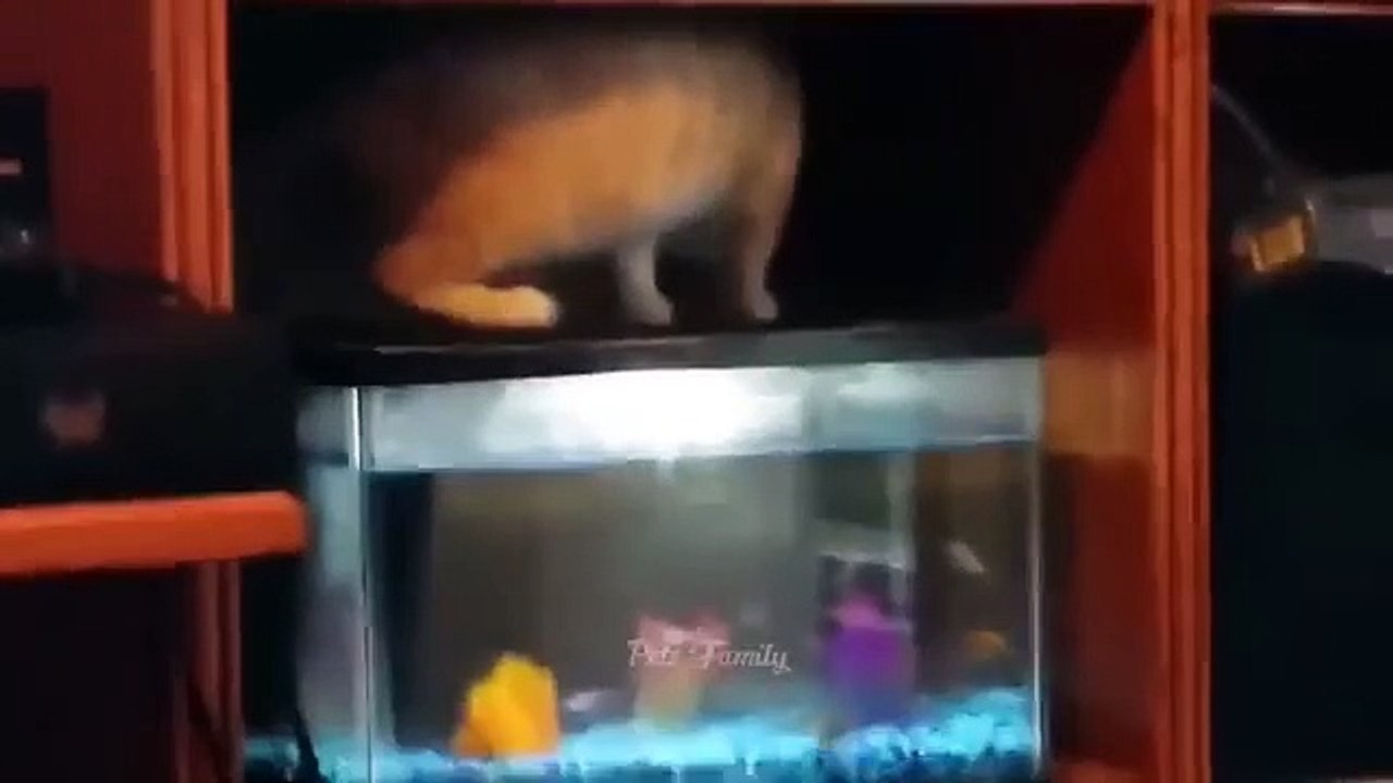 Funniest Animals 2022 �� Funniest Cats and Dogs ���� Part 01 _ Br Funny Pets Xyz(360p)