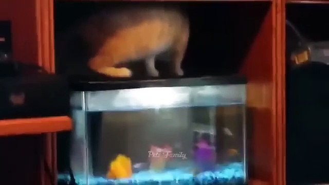 Funniest Animals 2022 �� Funniest Cats and Dogs ���� Part 01 _ Br Funny Pets Xyz(360p)