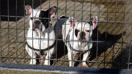 AVCILAR'DA VEFALI 2 KÖPEK İÇİN ÇOK SAYIDA SAHİPLENME BAŞVURUSU